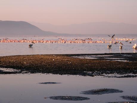 lake-in-kenya-with-pink-flamingoes