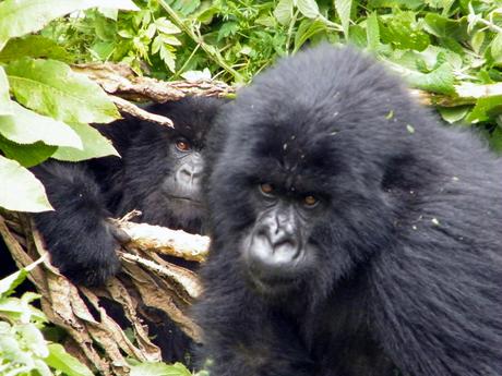 gorilla-trekking-in-rwanda-is-safe