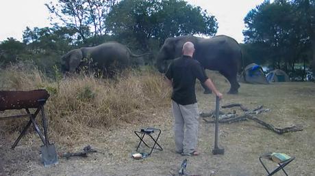 elephants-walking-through-the-campsite-in-africa