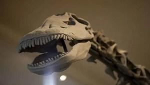9 Glorious Texas Museums Which Are Too Good To Miss On Your Holiday To Texas! Dinosaur Museum