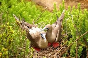 darwin bay red footed bird