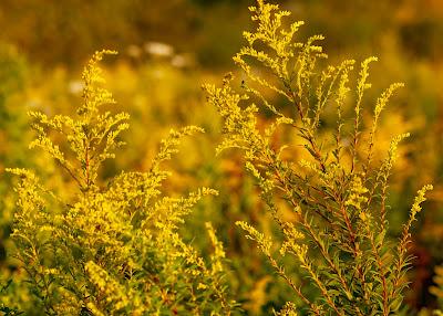 Precipitating sunlight