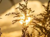 Precipitating Sunlight