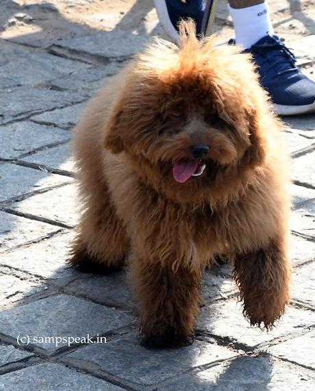 Dogs as Pets !  -   Toy  Poodle