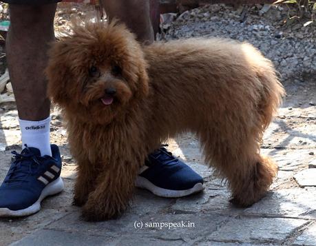 Dogs as Pets !  -   Toy  Poodle