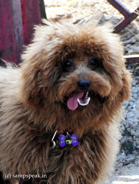 Dogs as Pets !  -   Toy  Poodle