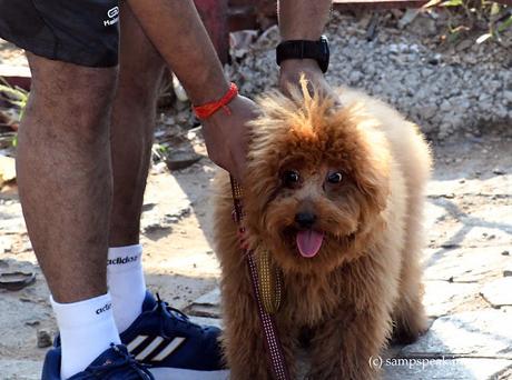 Dogs as Pets !  -   Toy  Poodle