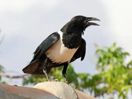 dwarf crow