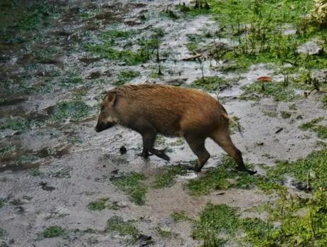 Wildlife in Pulau Ubin