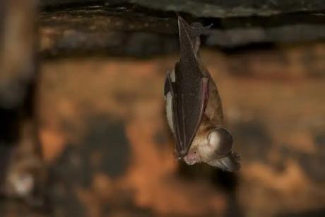 ash roundleaf bat