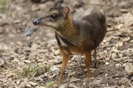 greater mouse deer