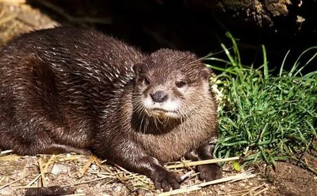 Oriental short-clawed otter