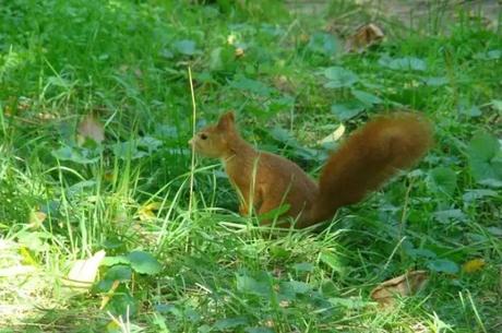 About Wildlife in Moldova