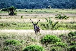 Simangaliso Wetland Park