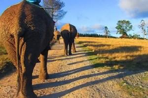 Knysna Elephant Park