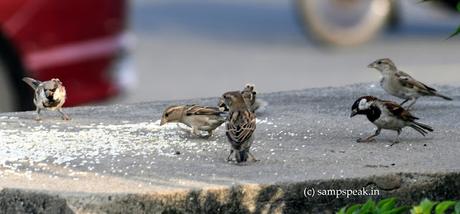 Sparrow War !! Sparrow War !!