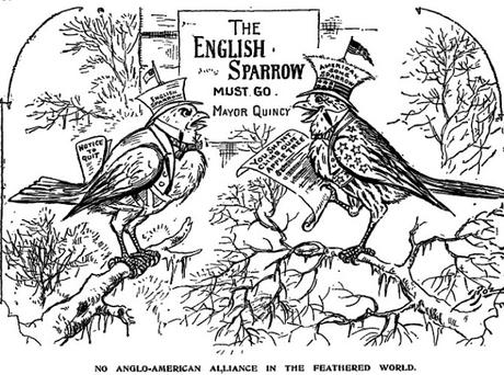 Sparrow War !! Sparrow War !!