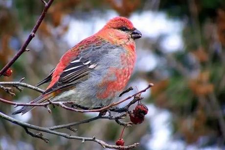 Here’s A Complete Beginner’s Guide To Chelela Pass In Bhutan bird sitting on tree