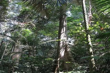 Khao Phenom Bancha National Park