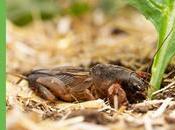 Insect Pests Look Your Central Florida Yard