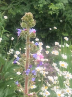 An echium called Hope