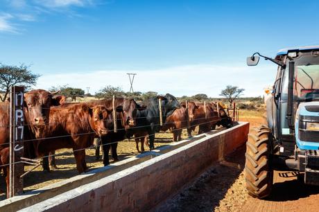 cattle zambia