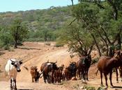 Zambia Cattle Faming, Waste They Create Solutions Inciner8 Develop