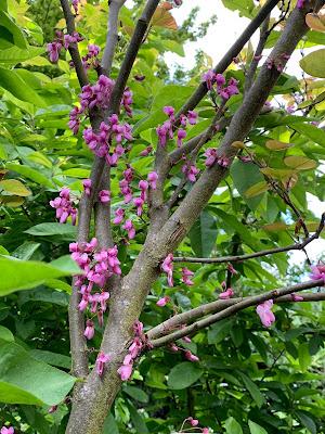 A Cercis removal - a tale of two trees