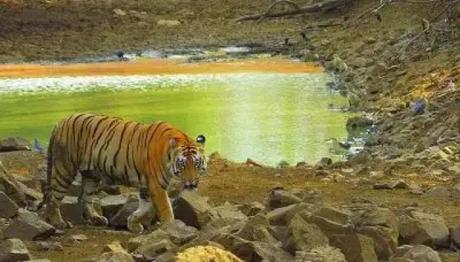 Tadoba is an amazing destination to explore for wildlife lovers and photographers