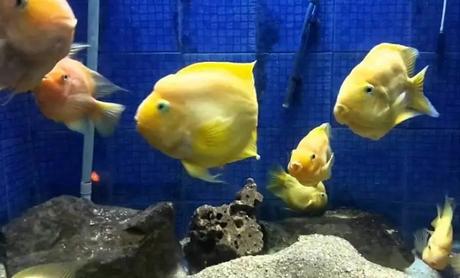 Matsyadarshini Aquarium