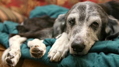 Senior Sanctuaries: A Real Estate Agent’s Guide for Your Pet’s Golden Years