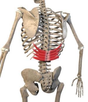 Understanding the Role Of The Thoracic Spine Muscles
