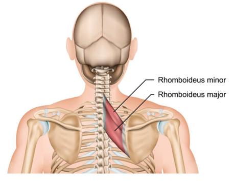 Understanding the Role Of The Thoracic Spine Muscles