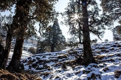 19 Most Beautiful Places To Visit In Uttarakhand In Winter 2022 Snowclad path to Tungnath temple in chopta