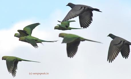 Perceptions !  - Parrots flying !!