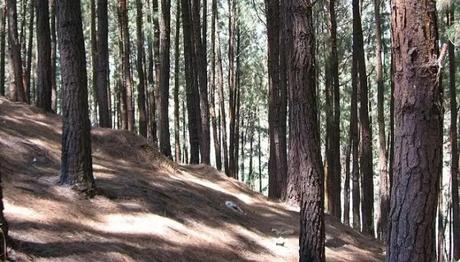 Pine Hill In Vagamon