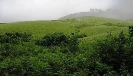 Vagamon Meadows