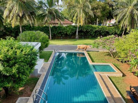 How To Visit Nainativu Island (Nagadeepa Island): A Truly Offbeat Adventure (2023) jaffna-heritage-hotel-pool-with-cow