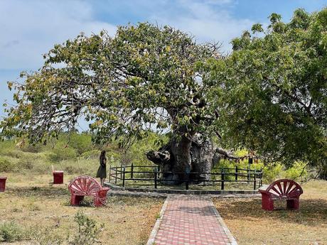 How To Visit Nainativu Island (Nagadeepa Island): A Truly Offbeat Adventure (2023) baobab-tree-Punkudutivu-island-jaffna