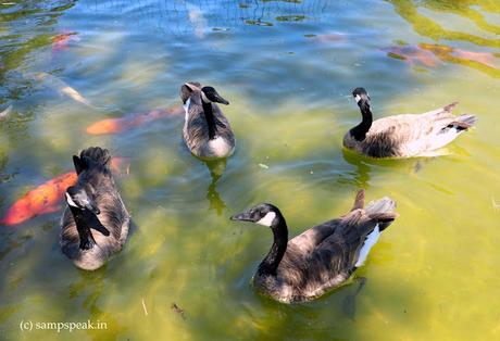 Canada Goose !  -  பொன் முட்டையிடும் வாத்து கதை