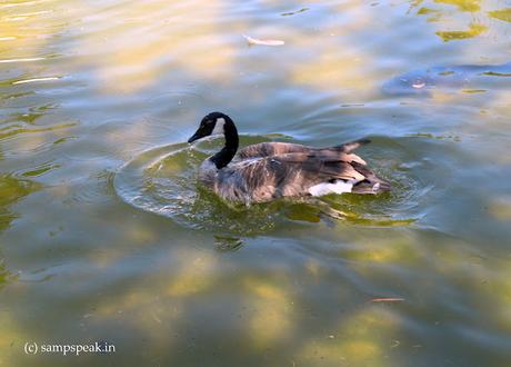 Canada Goose !  -  பொன் முட்டையிடும் வாத்து கதை