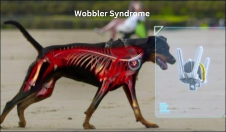 Ayurveda for Wobbler Syndrome in Dogs