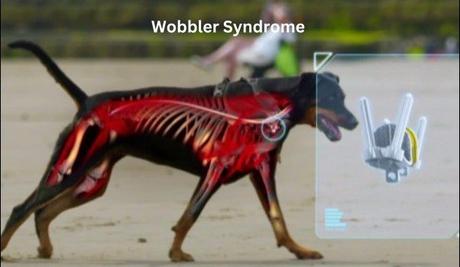 Ayurveda for Wobbler Syndrome in Dogs