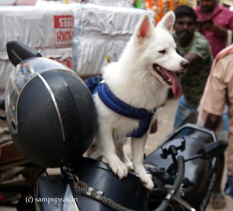 obey the Helmet rule !!