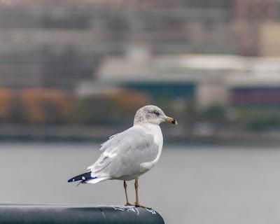 Three for a Thursday
