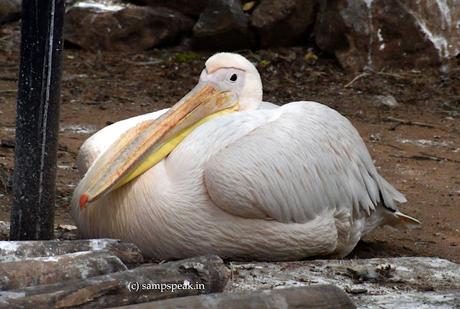Pelican beak !