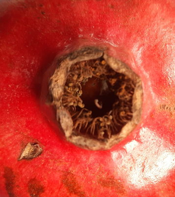 In Praise of Pomegranates