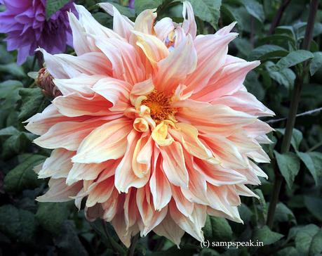 Dahlia flower