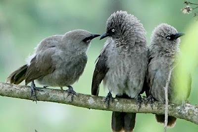 THE BIRDS OF NYANDUNGU, RWANDA, AFRICA, Guest Post by Karen Minkowski