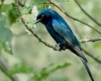 THE BIRDS OF NYANDUNGU, RWANDA, AFRICA, Guest Post by Karen Minkowski